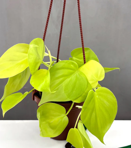 Philodendron 'lemon Lime' - View 15 from www redcrocus com
