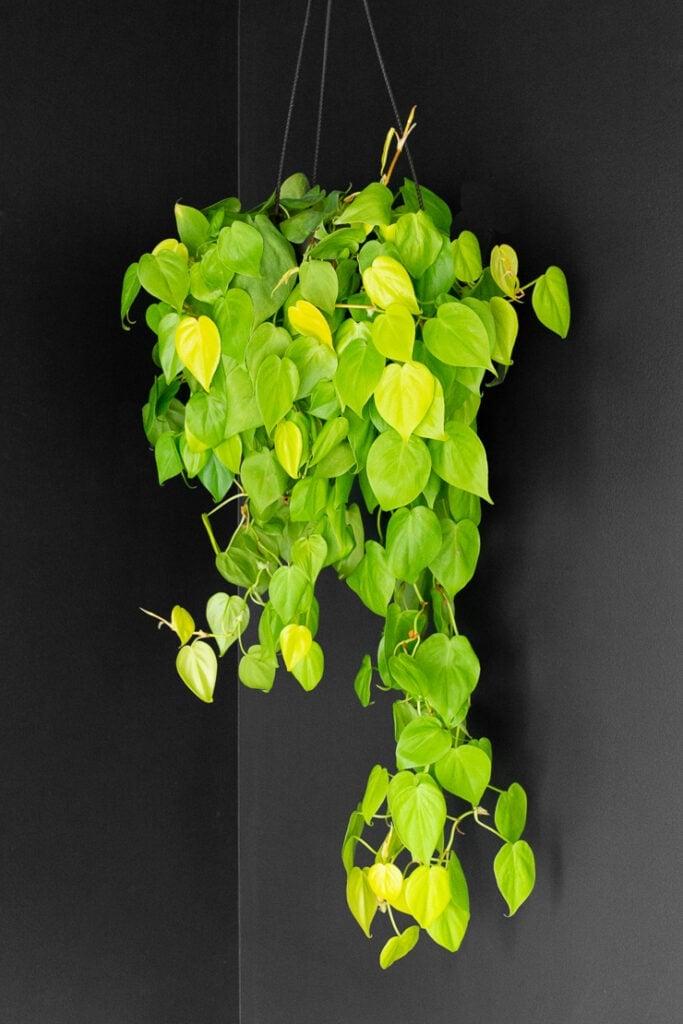 Philodendron 'lemon Lime' - View 17 from www redcrocus com