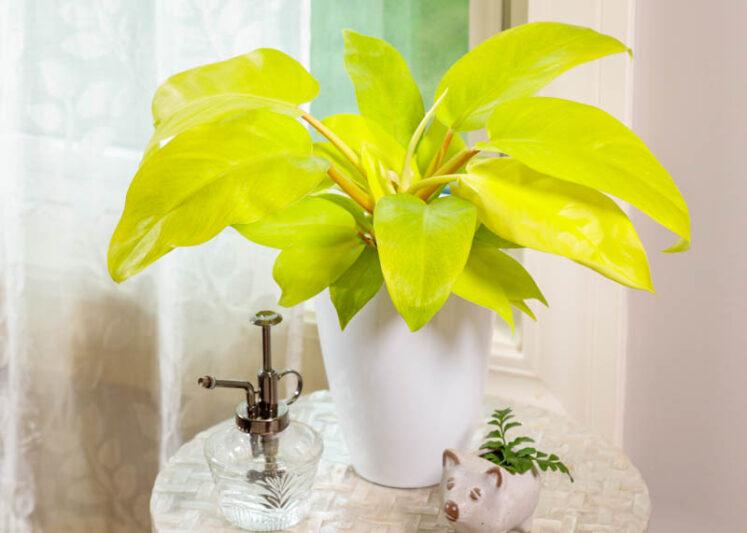 Philodendron 'lemon Lime' - View 1 from www redcrocus com