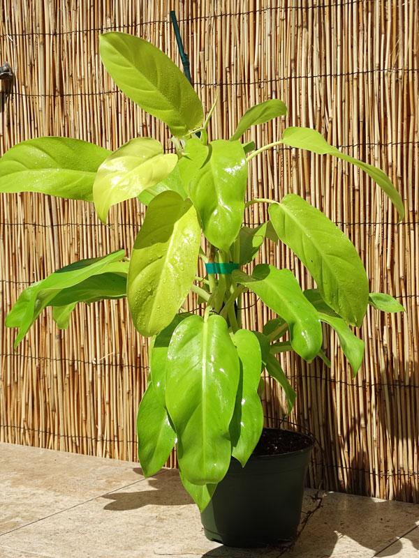 Philodendron 'lemon Lime' - View 20 from www redcrocus com