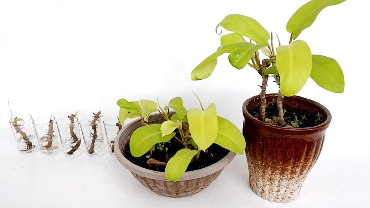 Philodendron 'lemon Lime' - View 21 from www redcrocus com