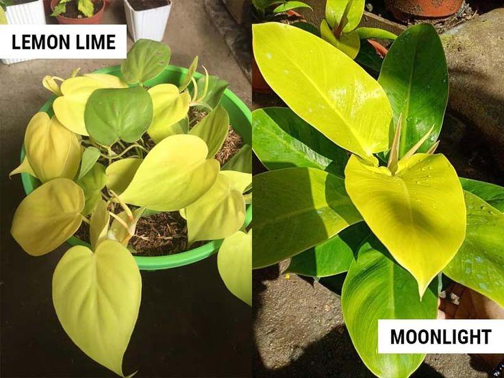 Philodendron 'lemon Lime' - View 22 from www redcrocus com