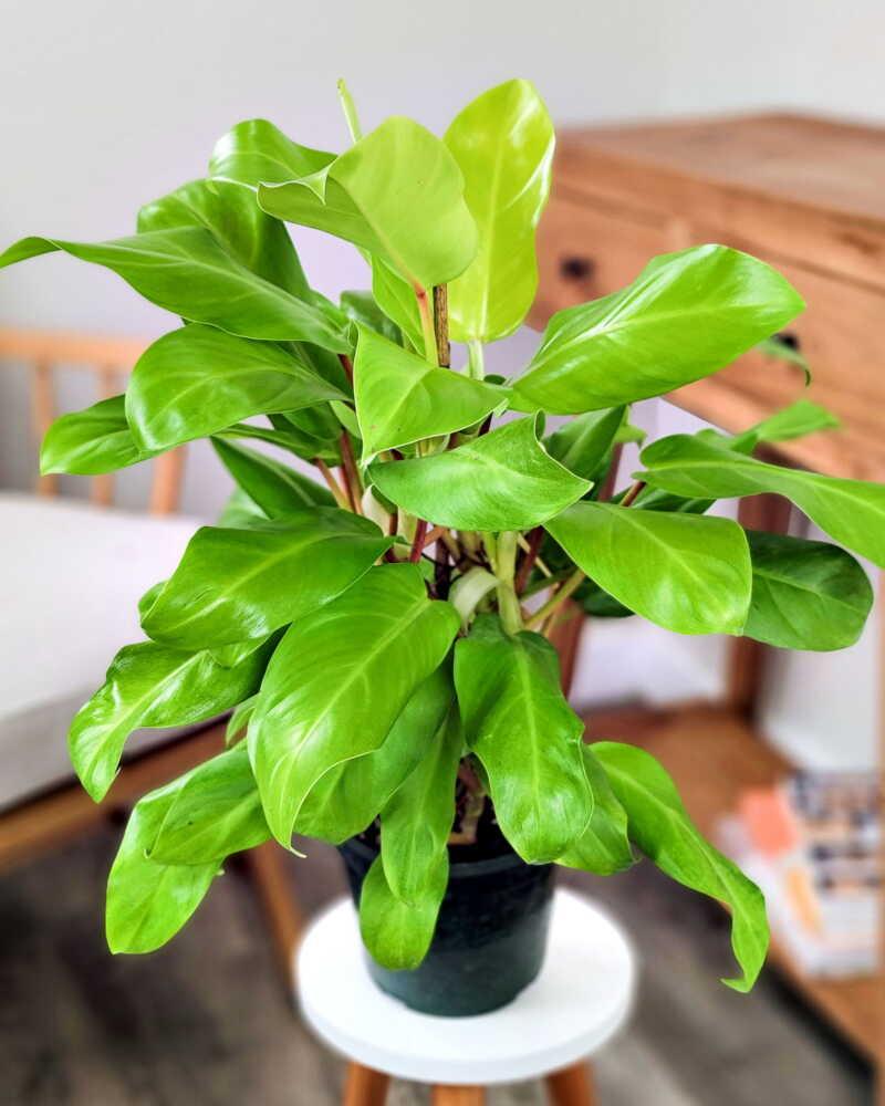 Philodendron 'lemon Lime' - View 23 from www redcrocus com