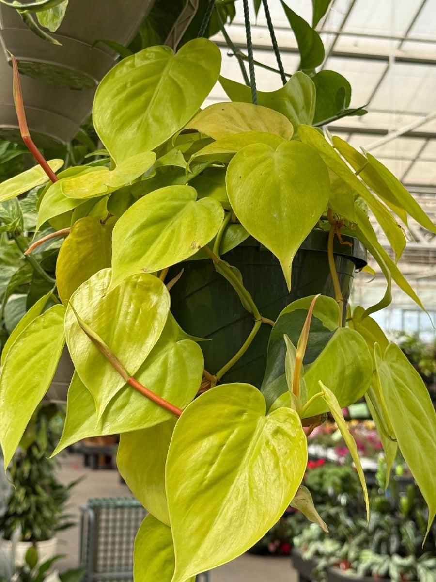 Philodendron 'lemon Lime' - View 25 from www redcrocus com