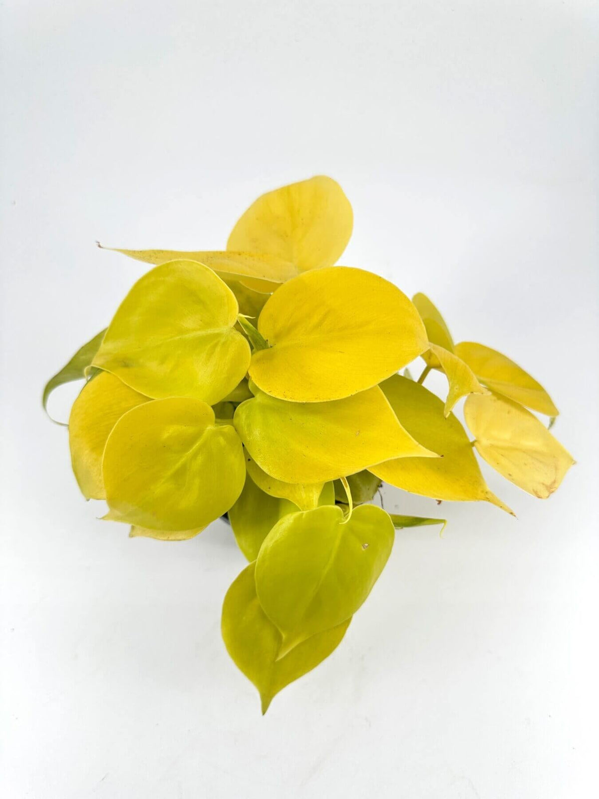 Philodendron 'lemon Lime' - View 26 from www redcrocus com