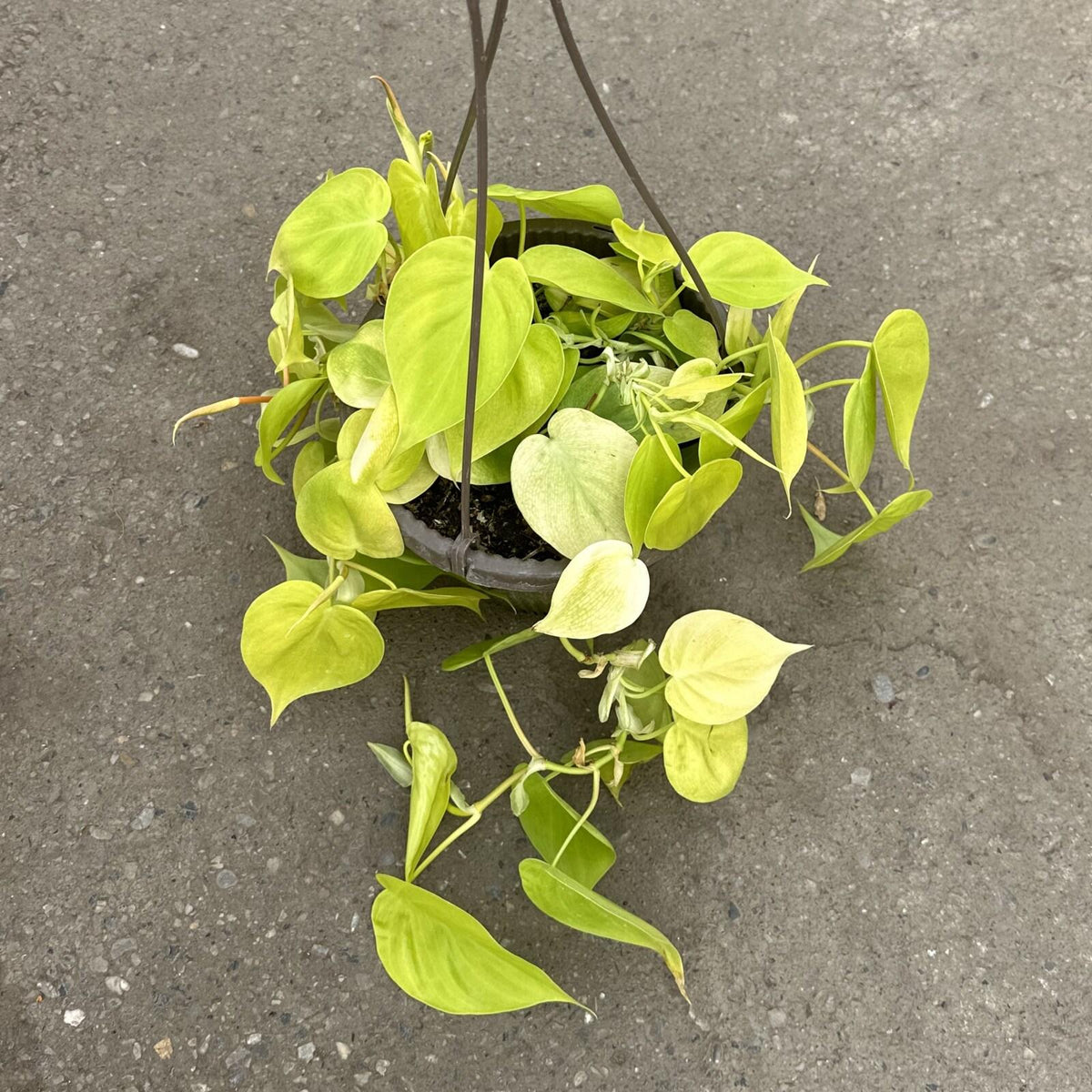 Philodendron 'lemon Lime' - View 27 from www redcrocus com