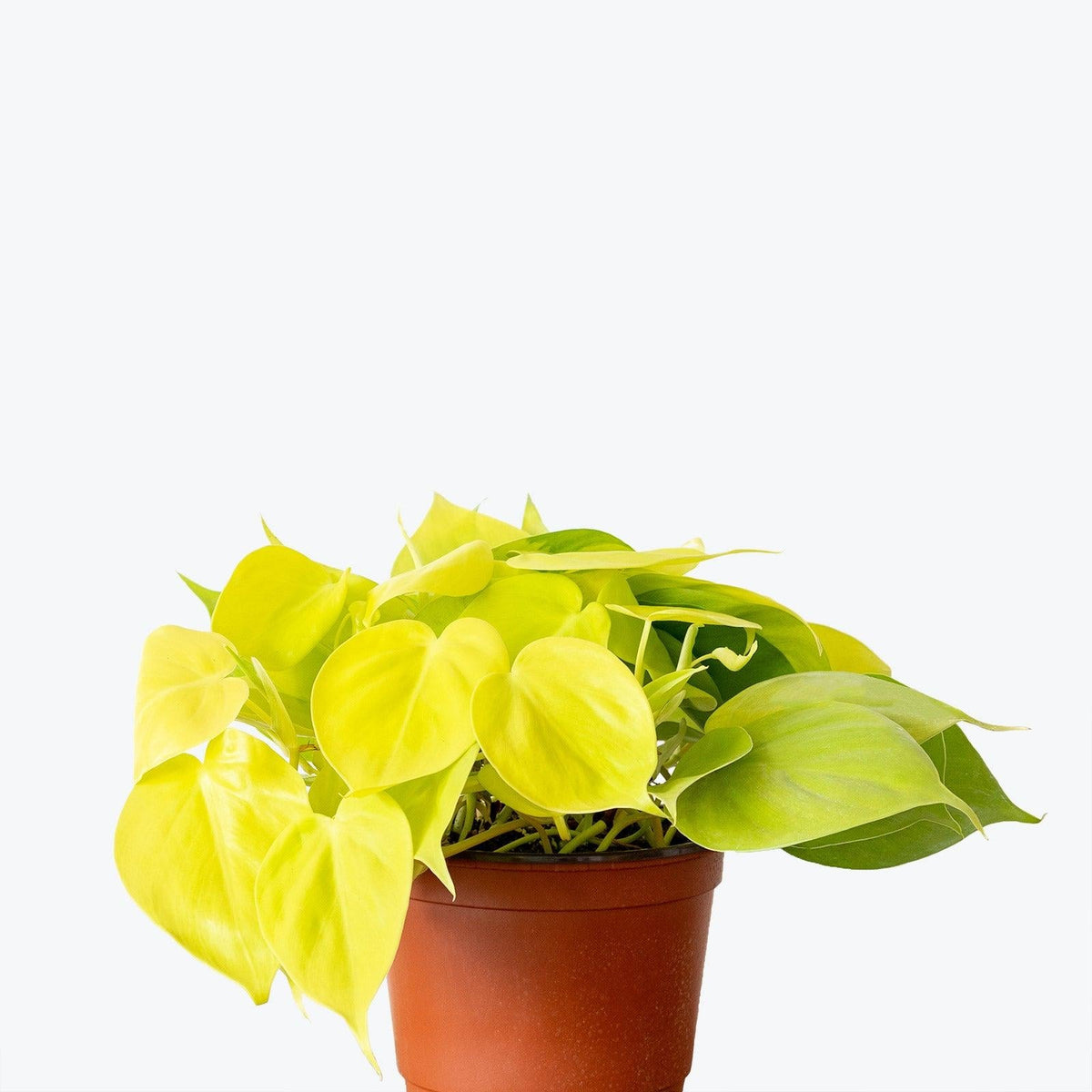 Philodendron 'lemon Lime' - View 28 from www redcrocus com