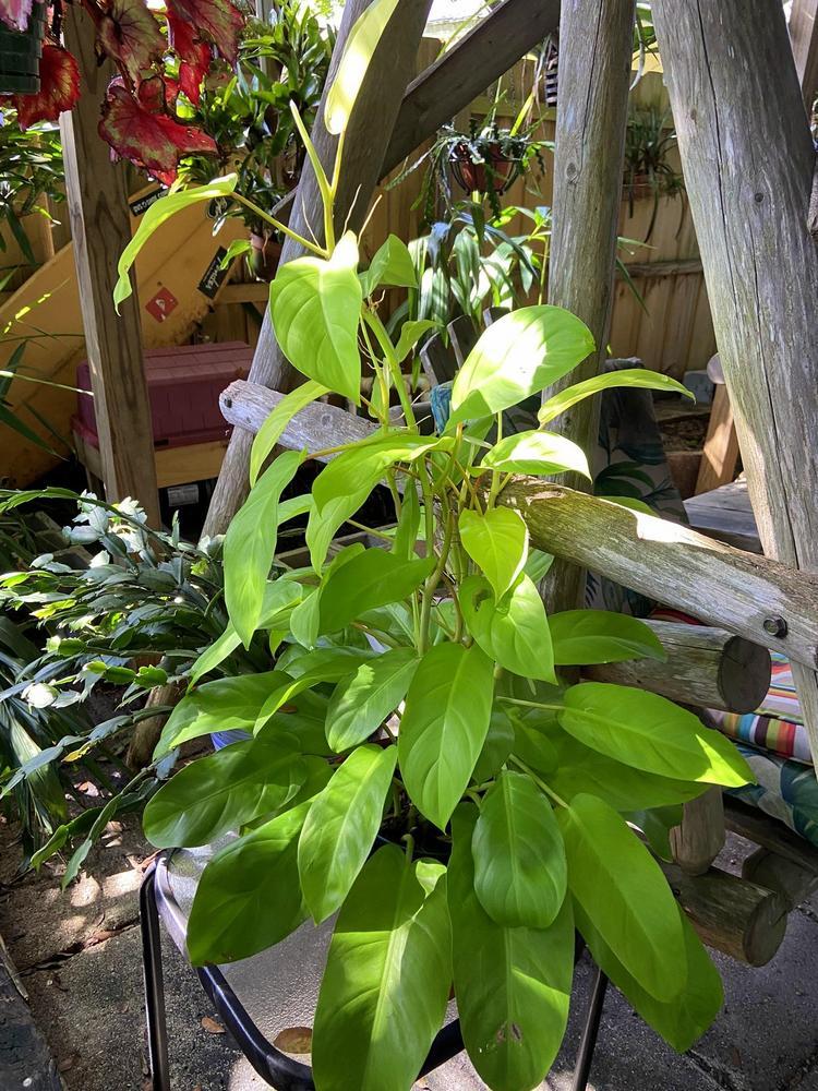 Philodendron 'lemon Lime' - View 29 from www redcrocus com
