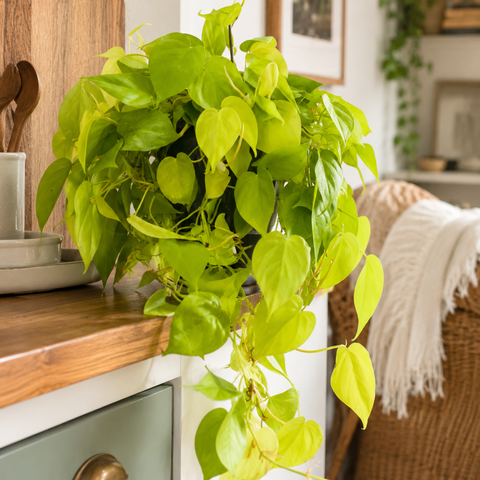 Philodendron 'lemon Lime' - View 2 from www redcrocus com