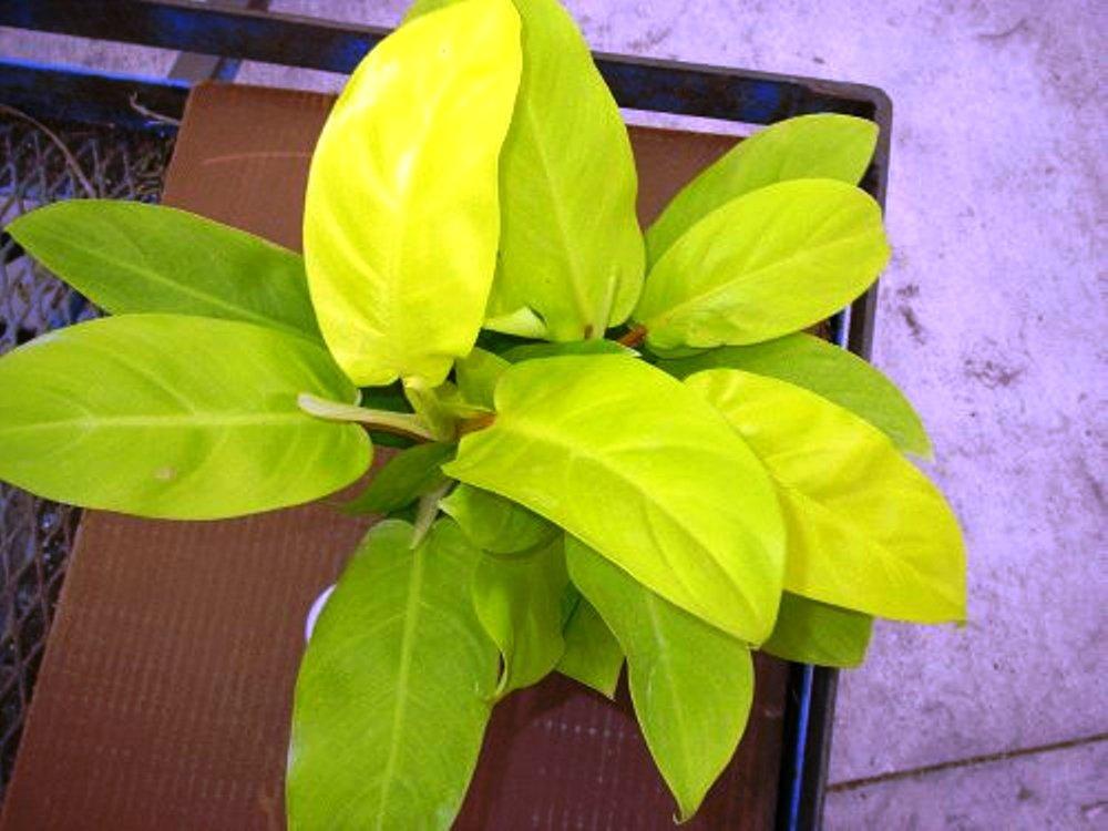 Philodendron 'lemon Lime' - View 6 from www redcrocus com