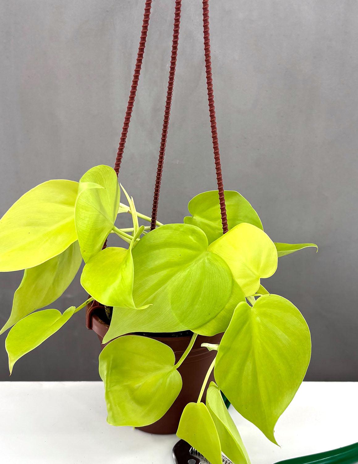 Philodendron 'lemon Lime' - View 8 from www redcrocus com