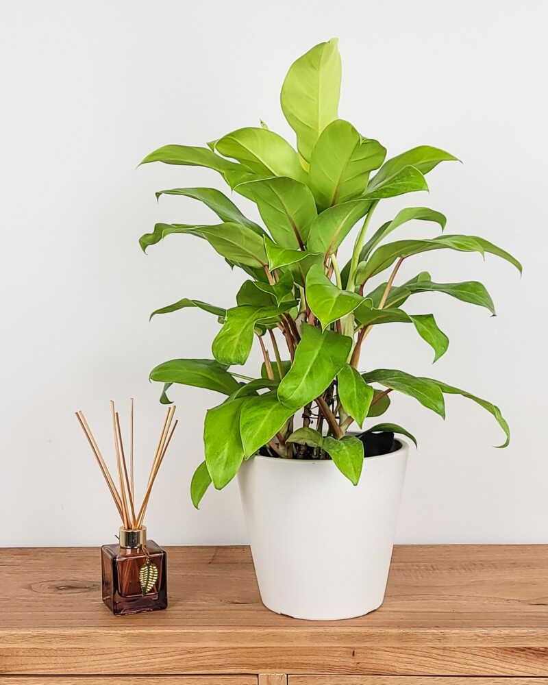 Philodendron 'lemon Lime' - View 9 from www redcrocus com