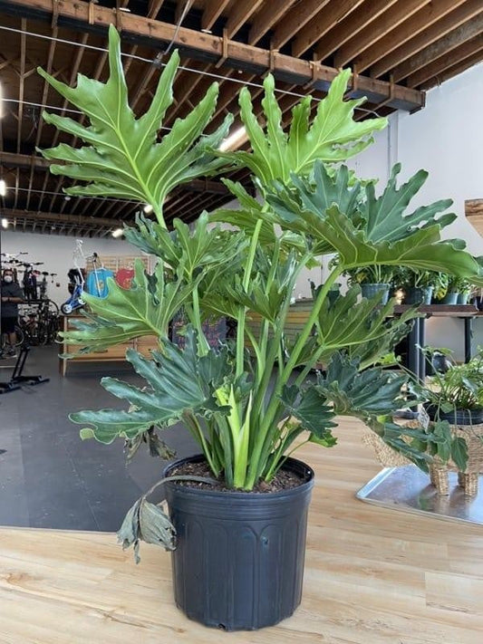 Philodendron Hope - View 10 from www redcrocus com