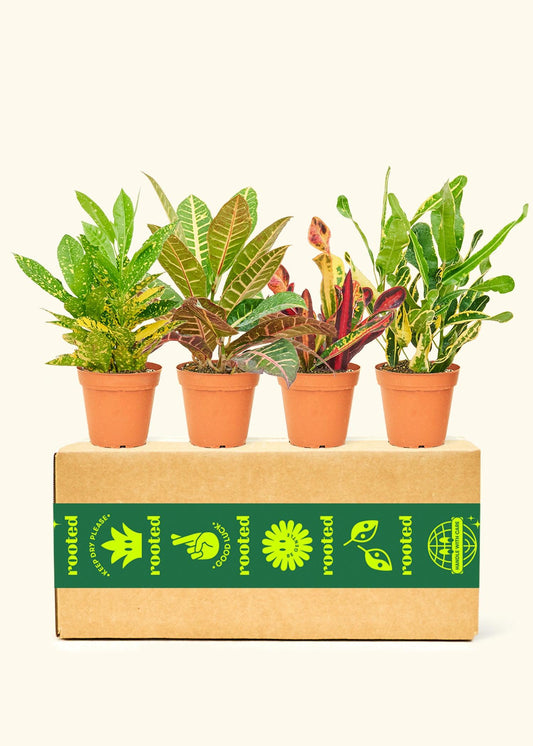 Croton, Assorted - View 1 from www redcrocus com