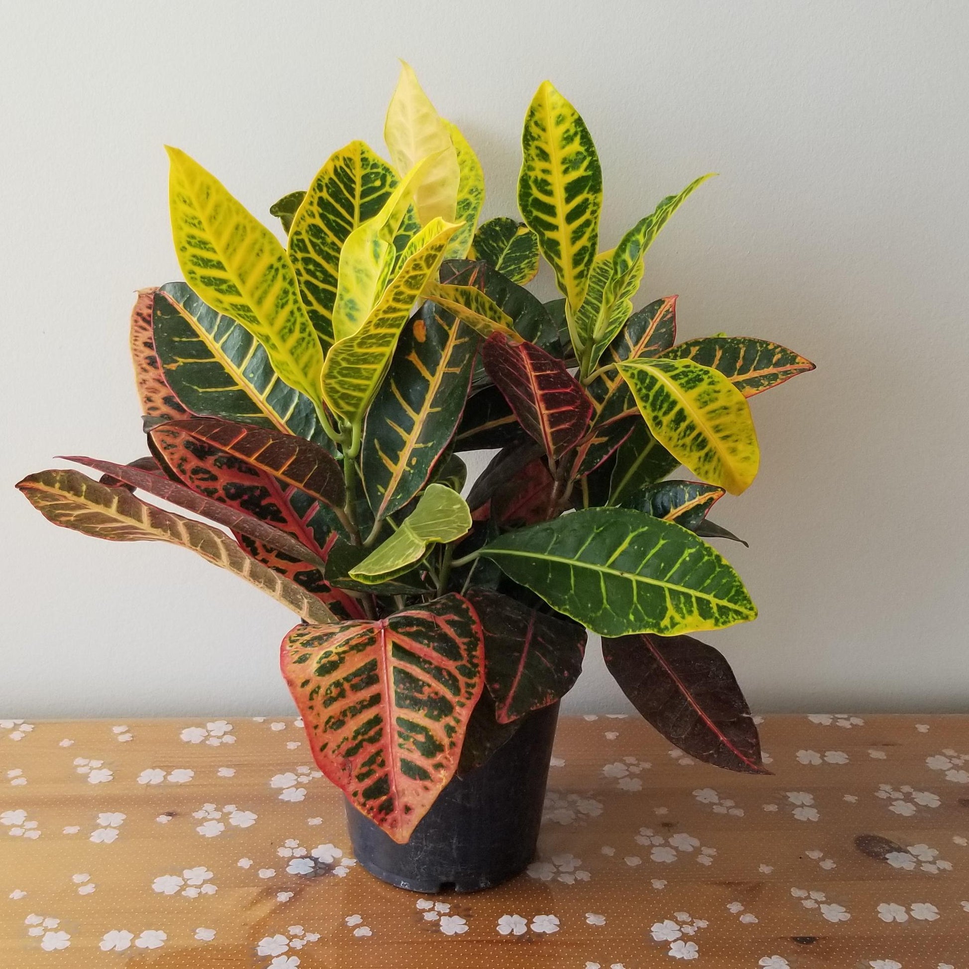 Croton, Assorted - View 2 from www redcrocus com