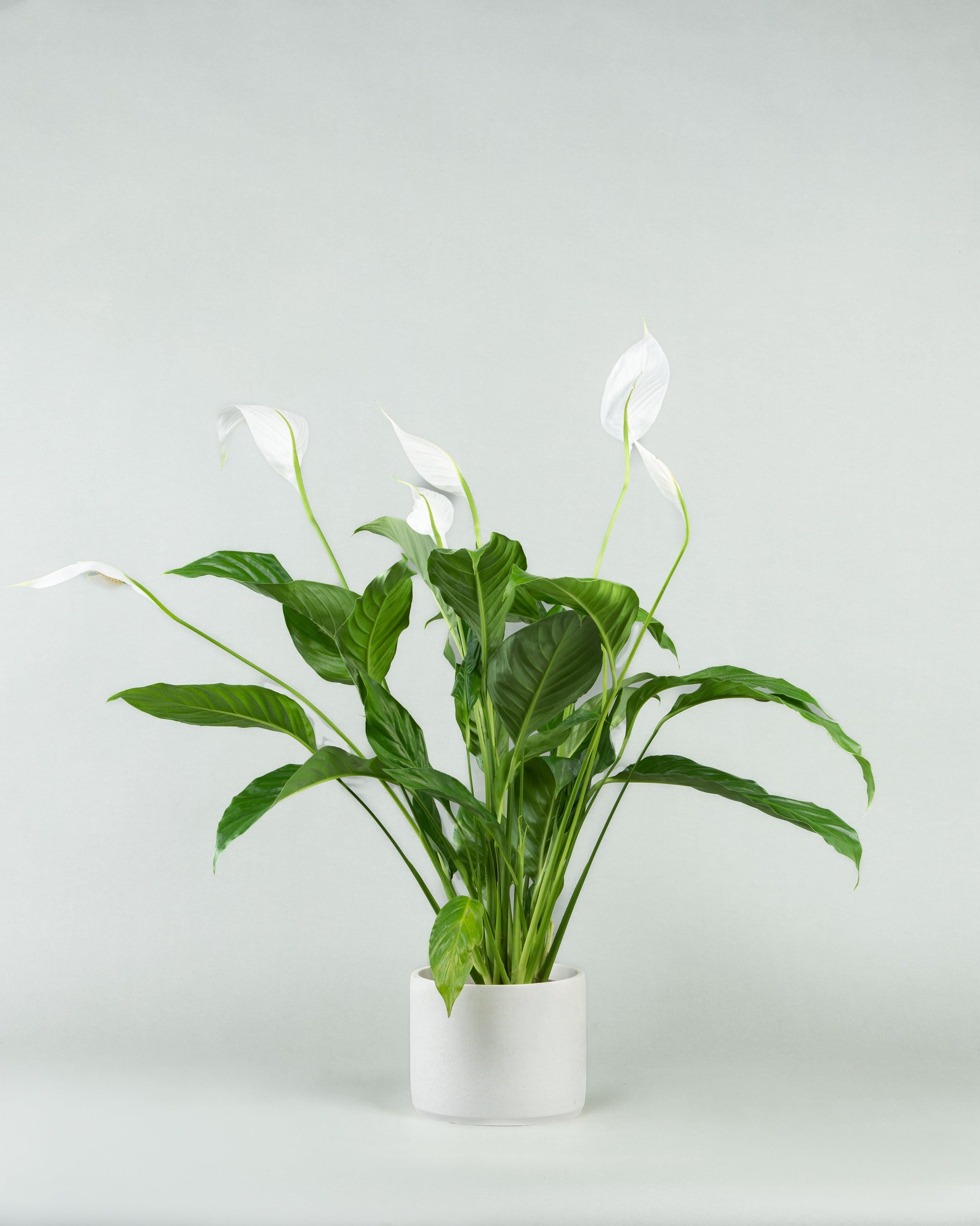 Spathiphyllum Assorted - View 10 from www redcrocus com