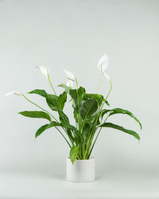 Spathiphyllum Assorted - View 10 from www redcrocus com