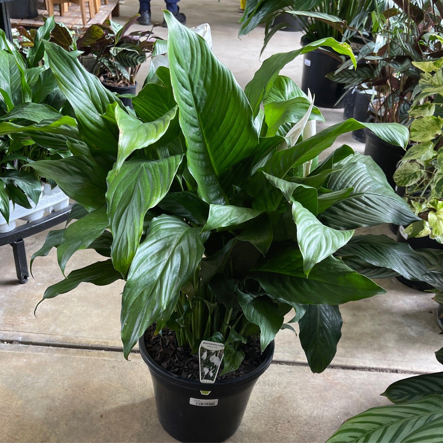 Spathiphyllum Assorted - View 1 from www redcrocus com