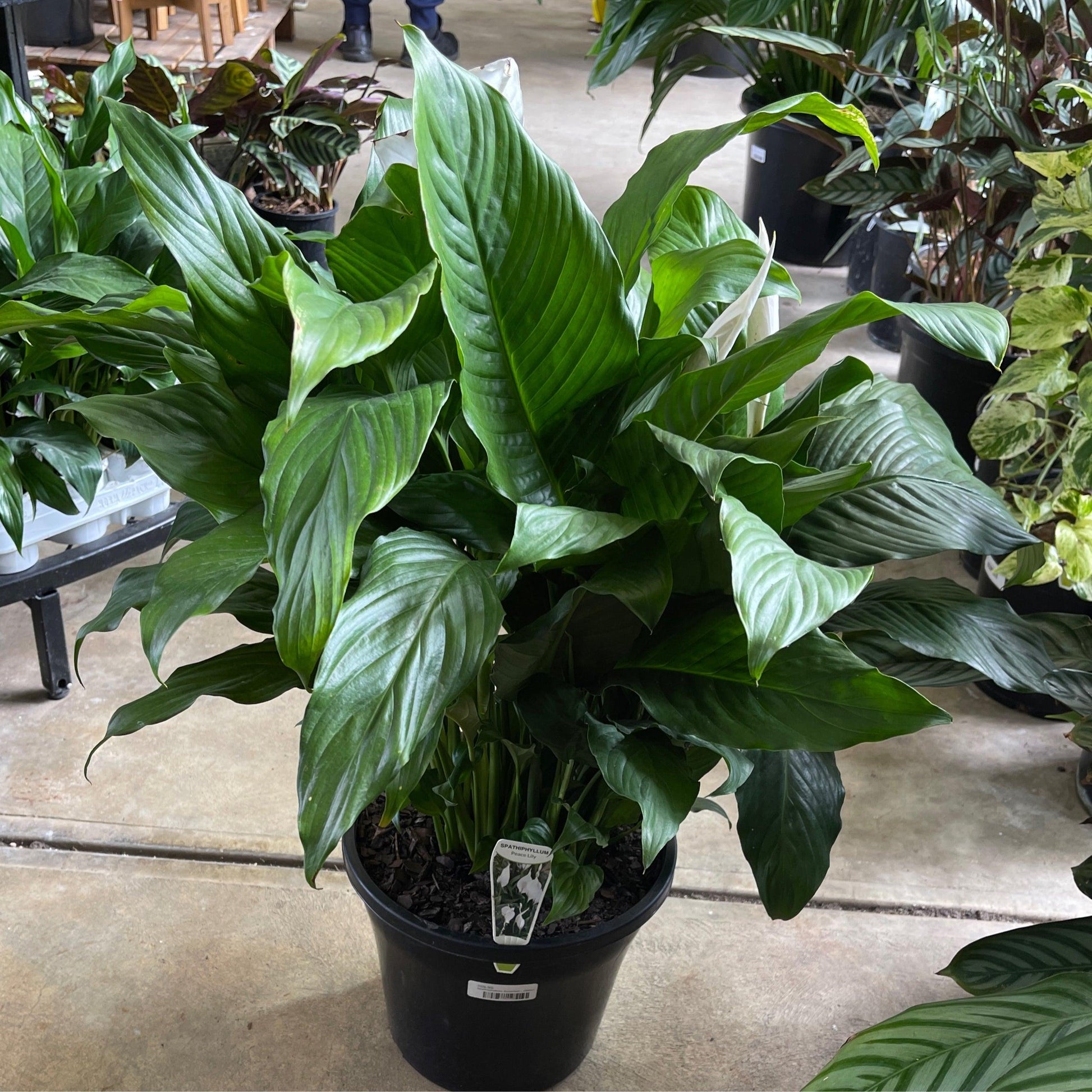 Spathiphyllum Assorted - View 1 from www redcrocus com