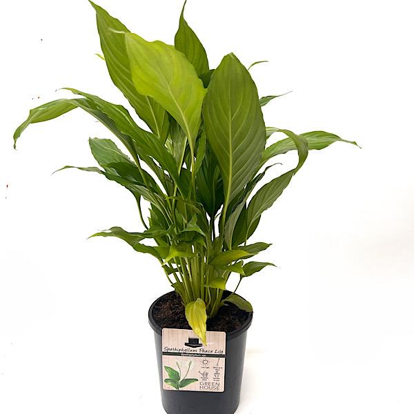Spathiphyllum Assorted - View 2 from www redcrocus com