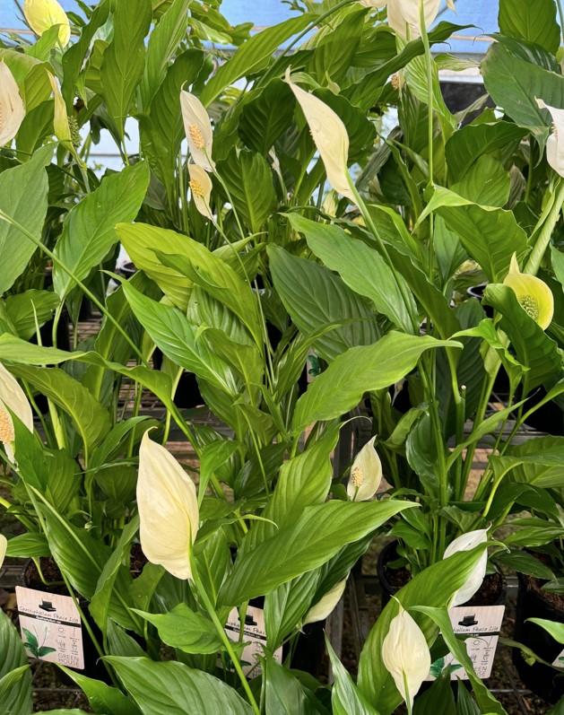 Spathiphyllum Assorted - View 4 from www redcrocus com