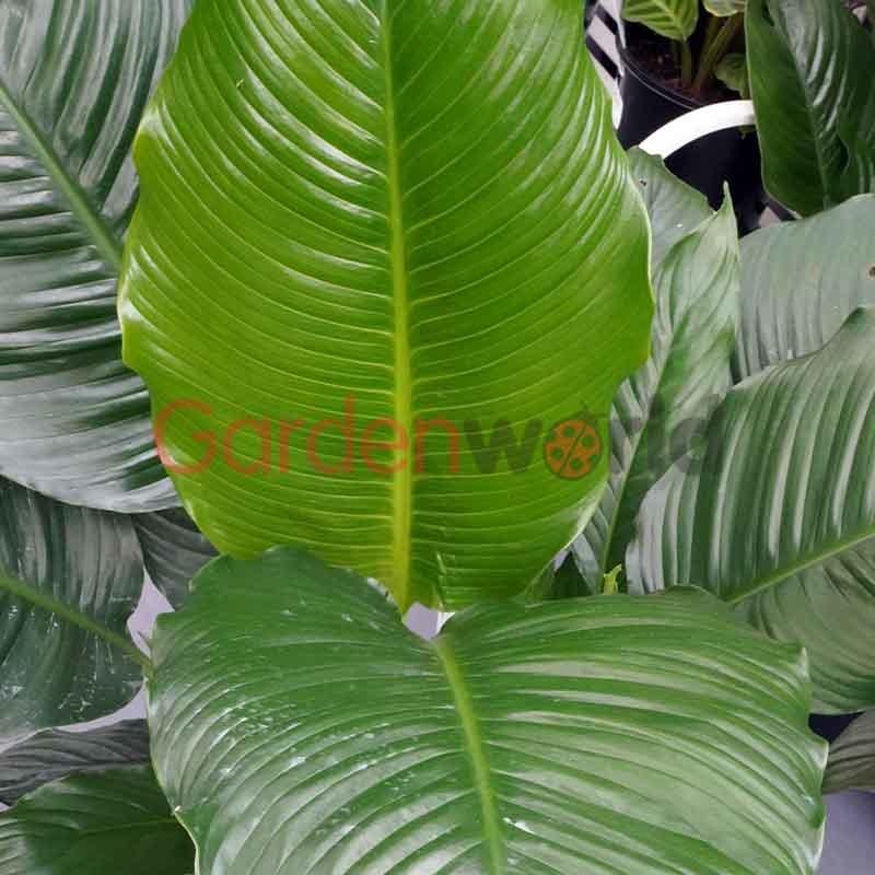 Spathiphyllum Assorted - View 5 from www redcrocus com