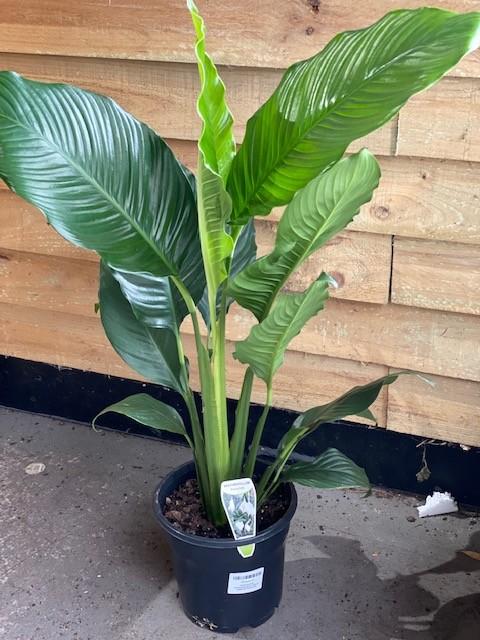 Spathiphyllum Assorted - View 6 from www redcrocus com