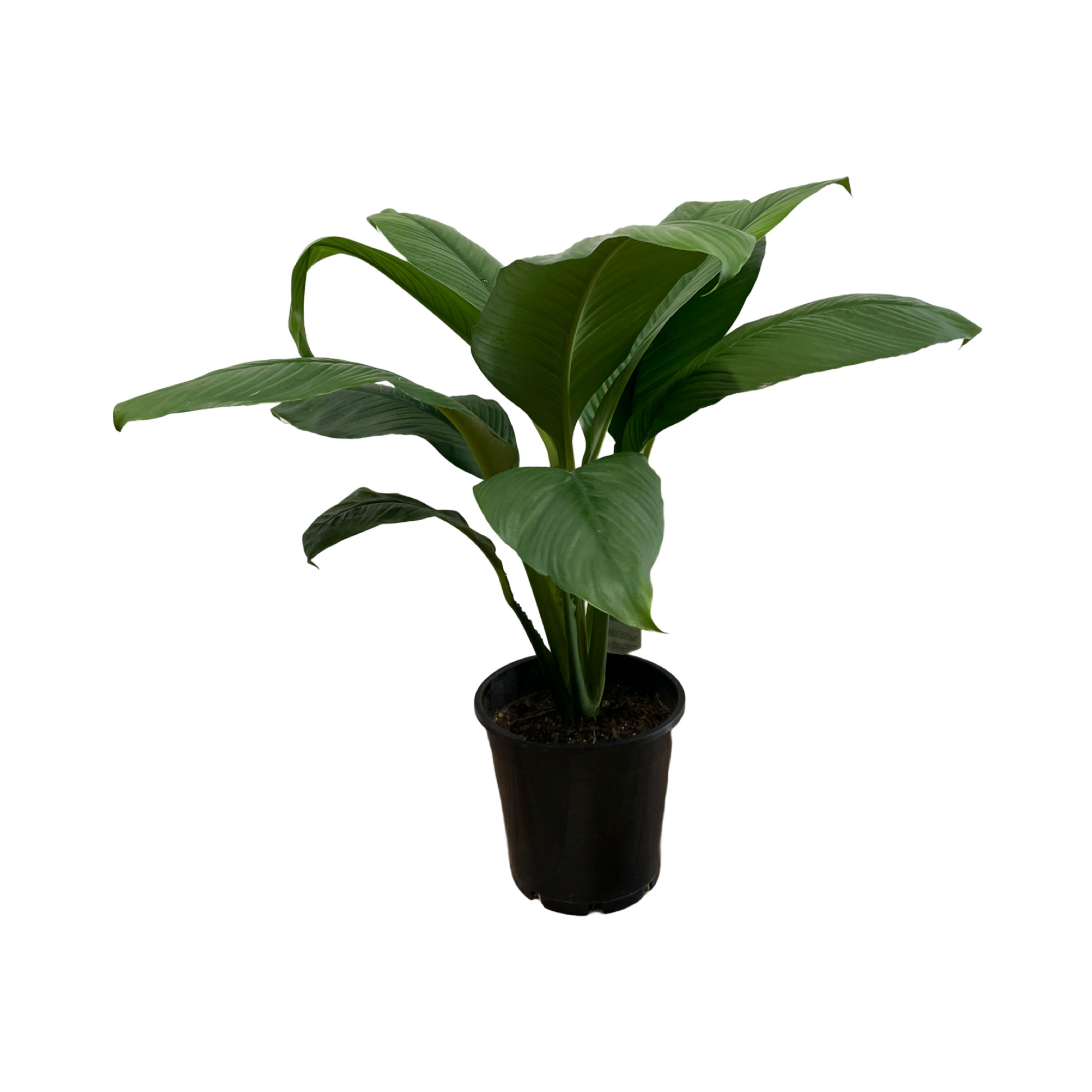 Spathiphyllum Assorted - View 7 from www redcrocus com