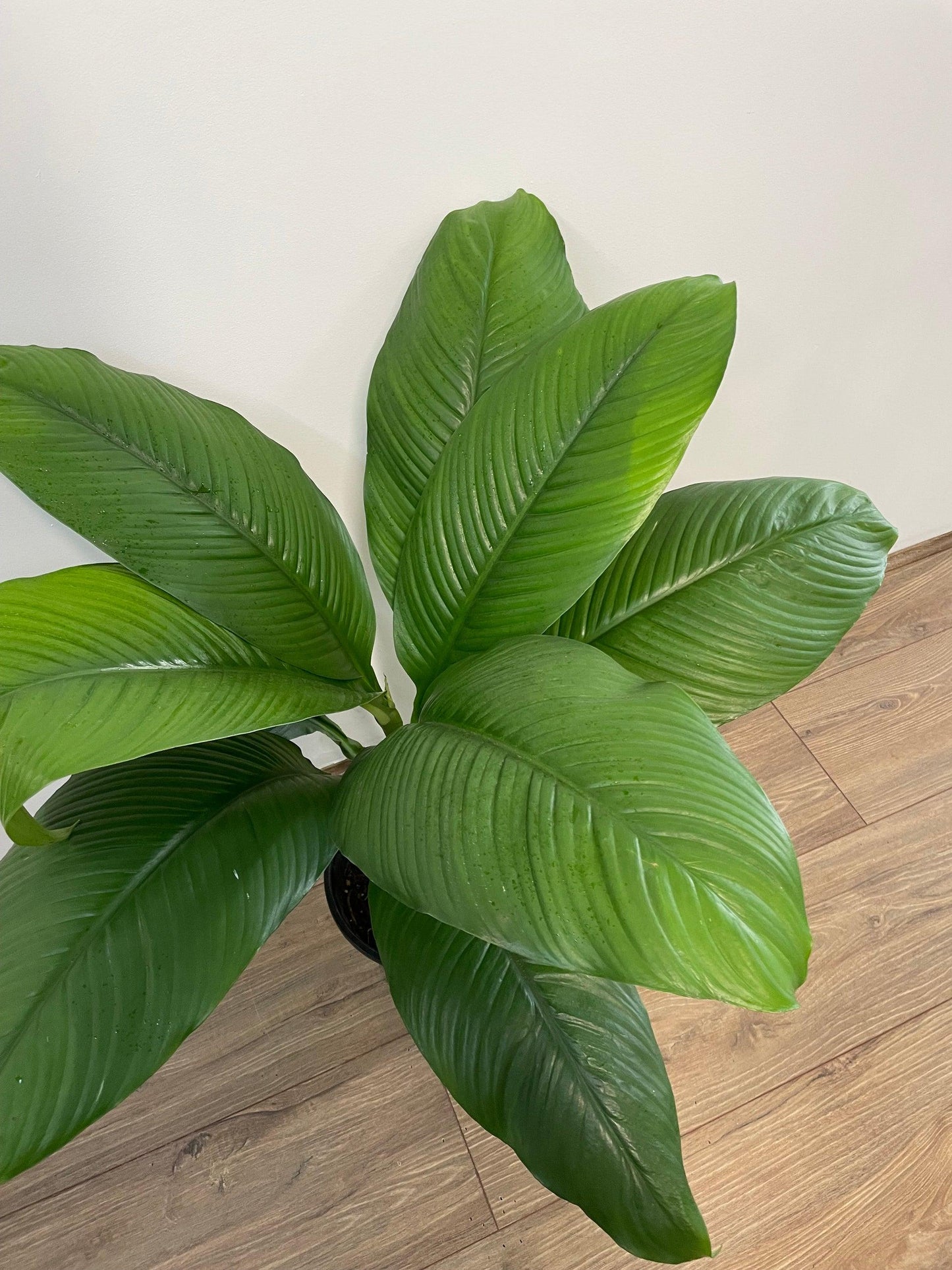 Spathiphyllum Assorted - View 8 from www redcrocus com