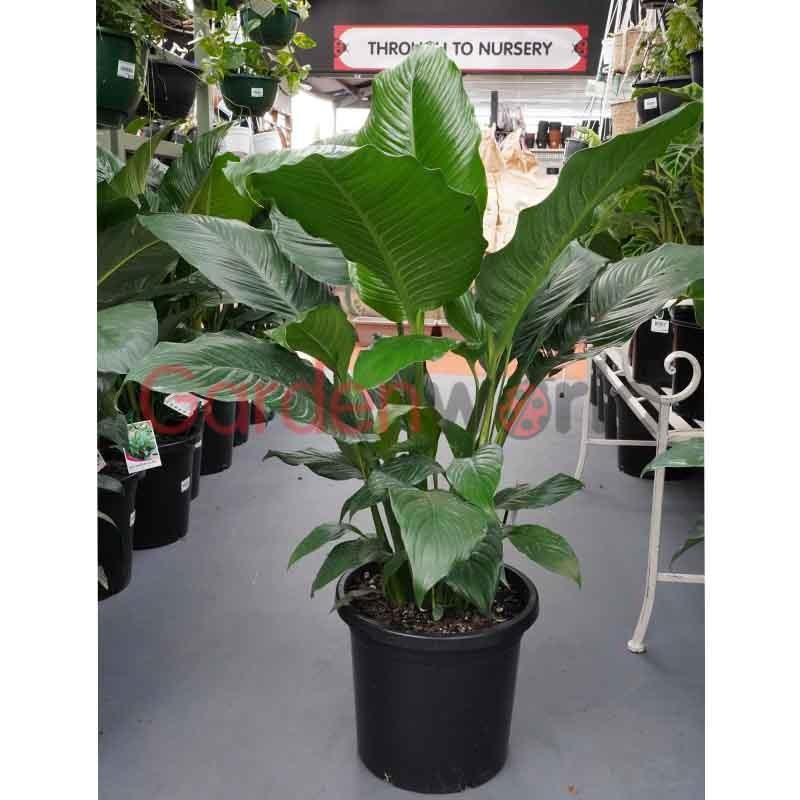 Spathiphyllum Assorted - View 9 from www redcrocus com