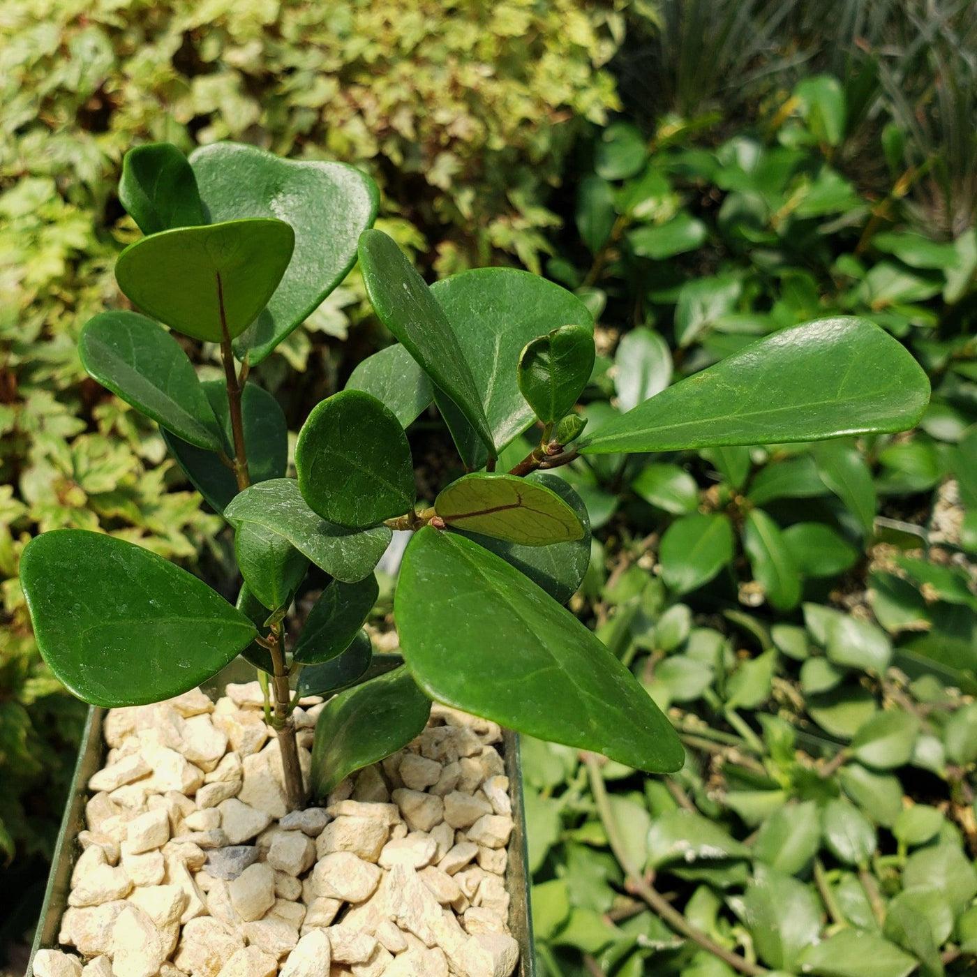 Ficus Triangularis - View 10 from www redcrocus com