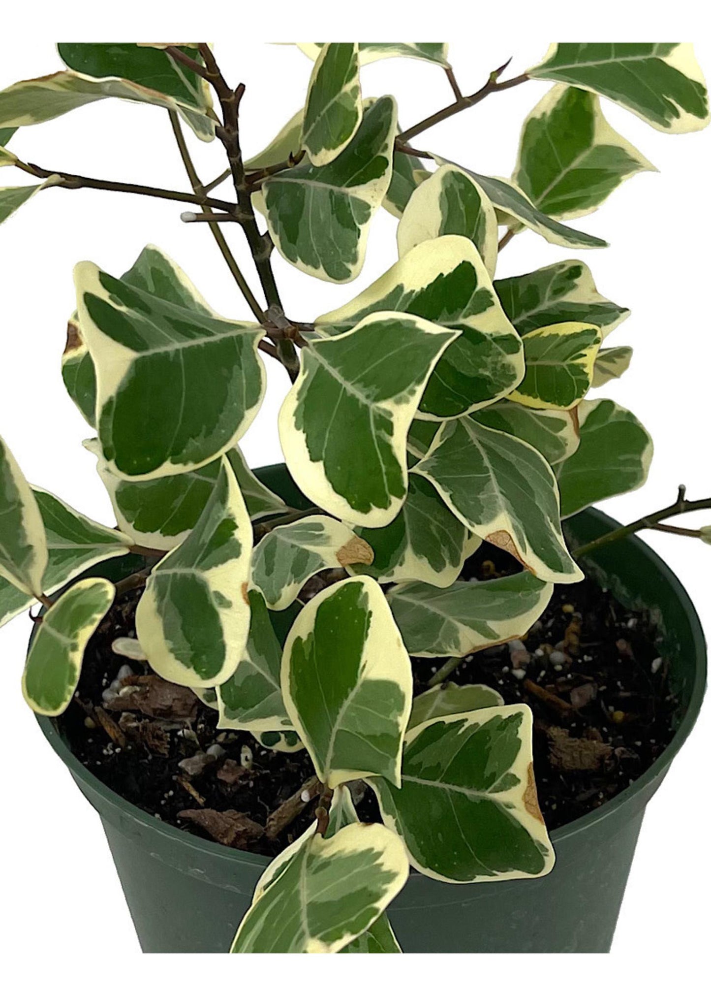 Ficus Triangularis - View 11 from www redcrocus com