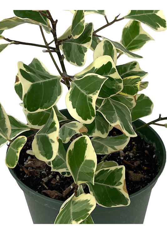 Ficus Triangularis - View 11 from www redcrocus com