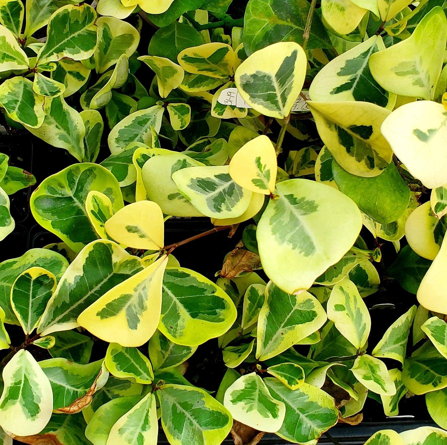 Ficus Triangularis - View 14 from www redcrocus com