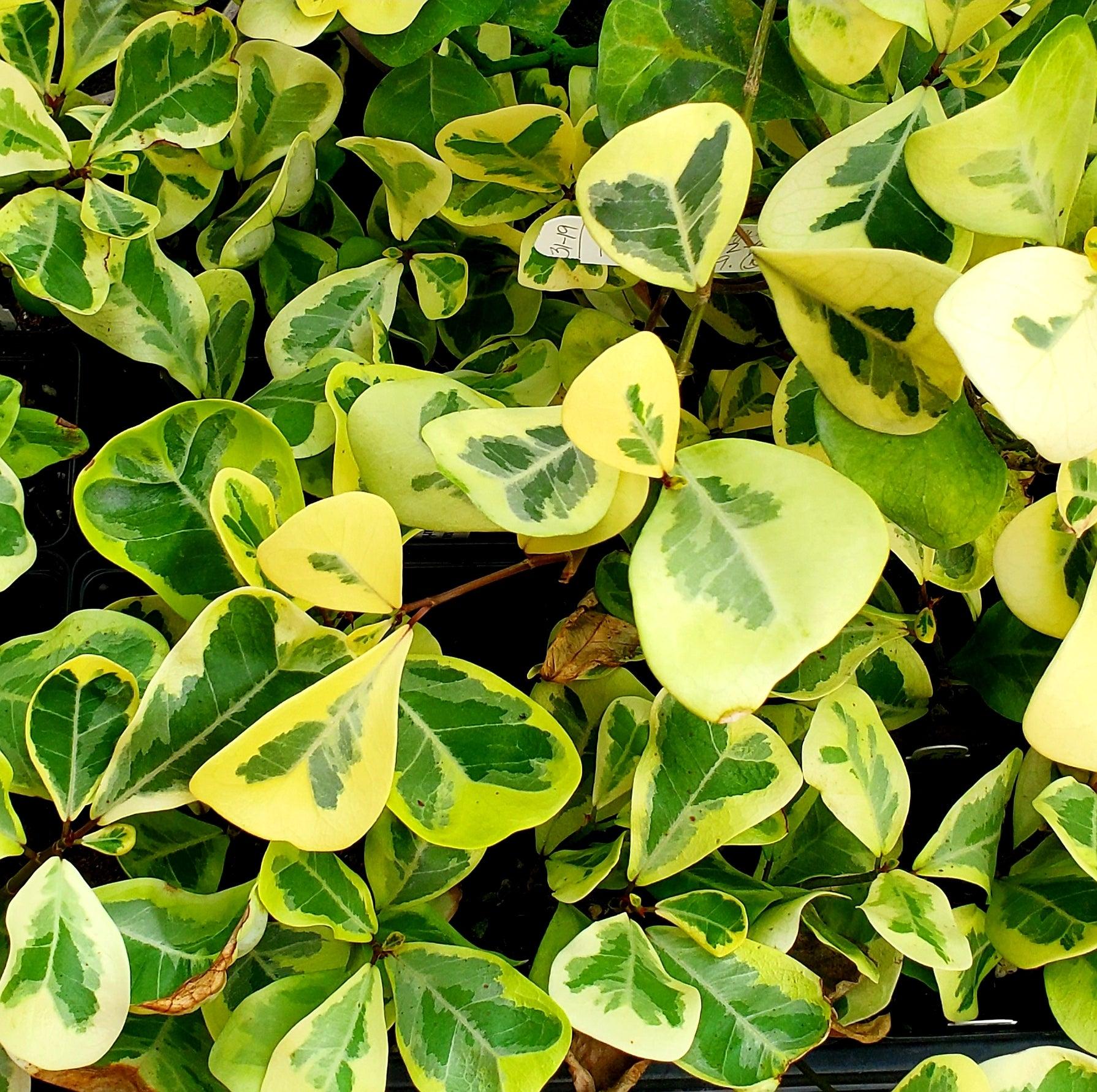 Ficus Triangularis - View 14 from www redcrocus com