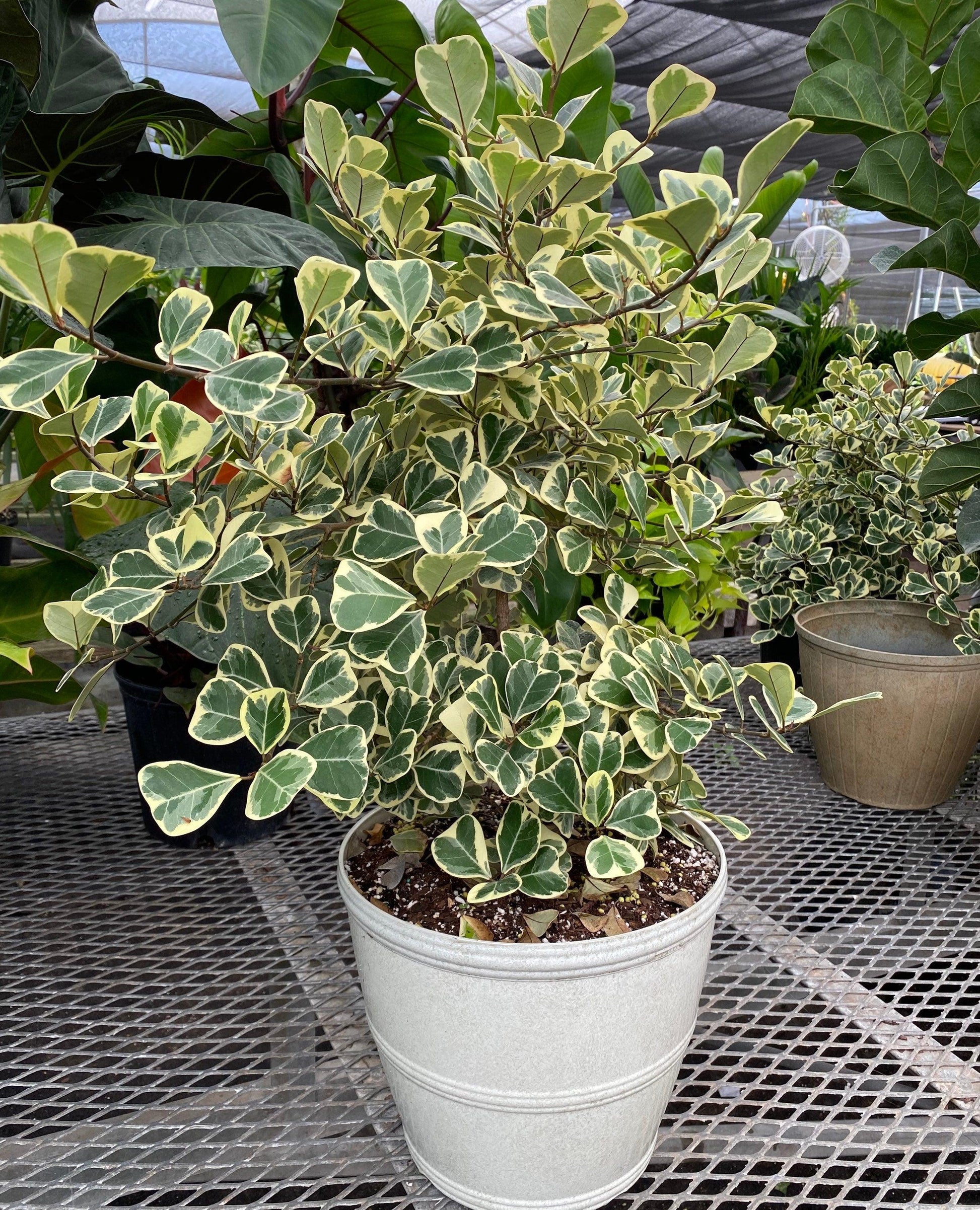 Ficus Triangularis - View 16 from www redcrocus com