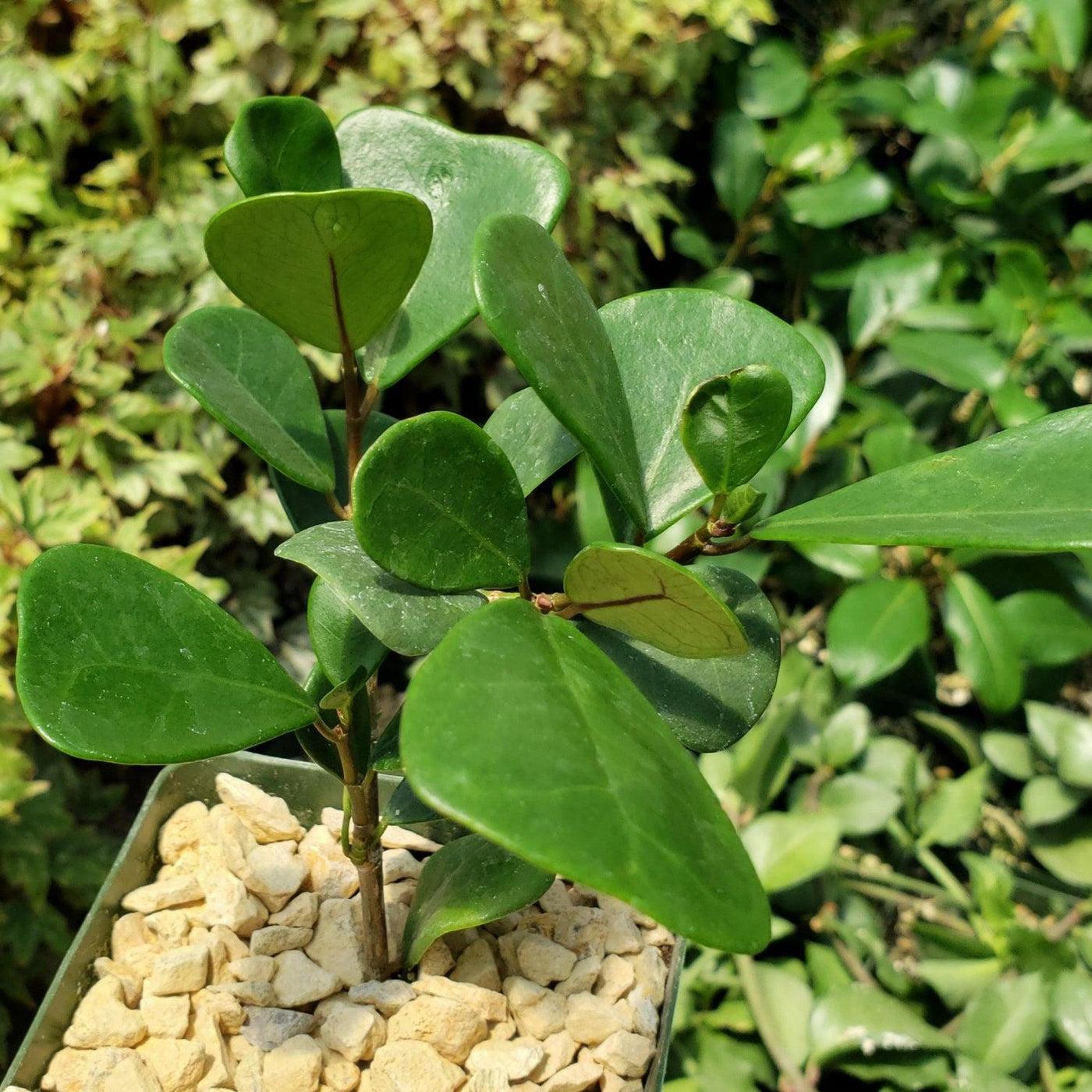 Ficus Triangularis - View 17 from www redcrocus com