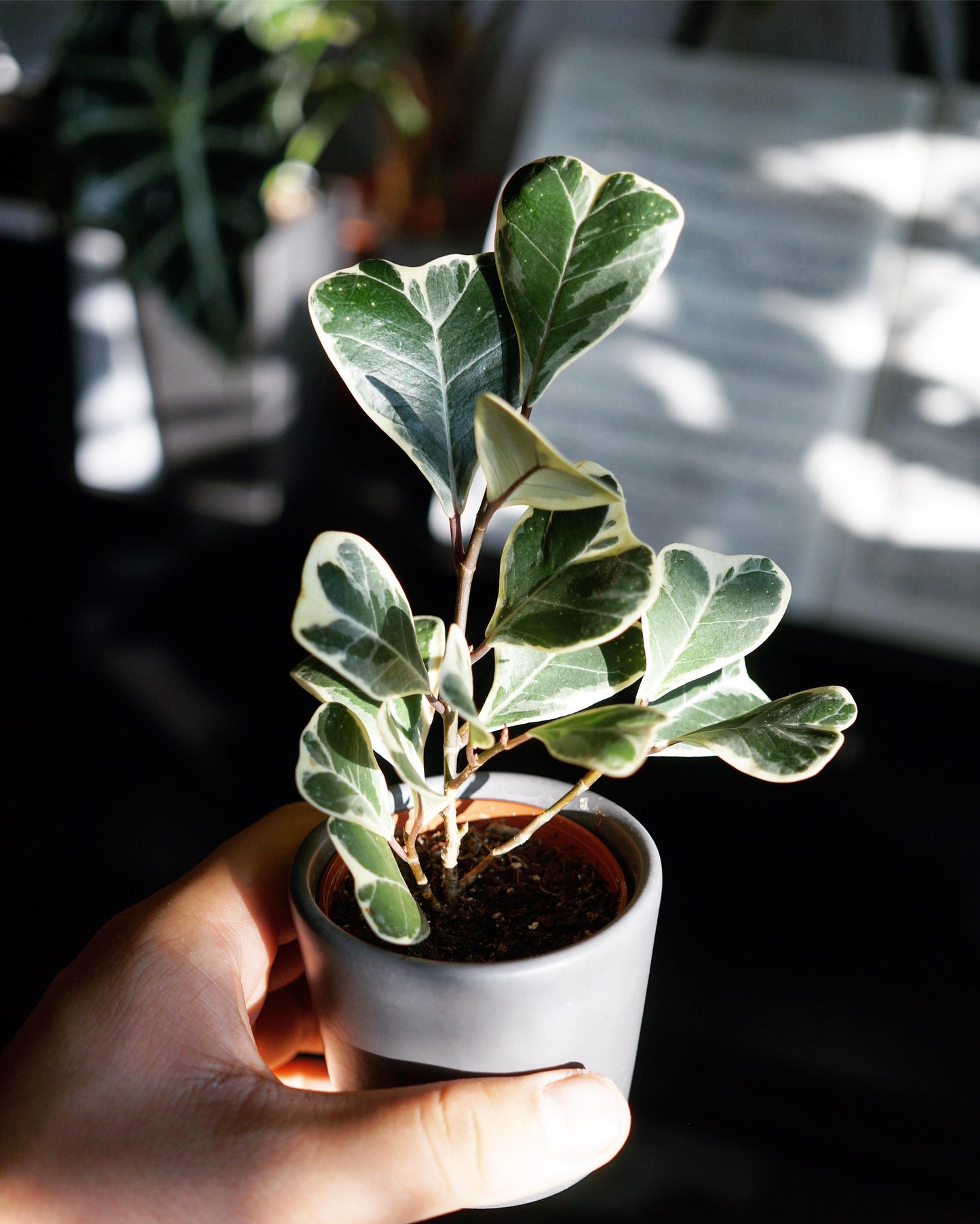 Ficus Triangularis - View 18 from www redcrocus com