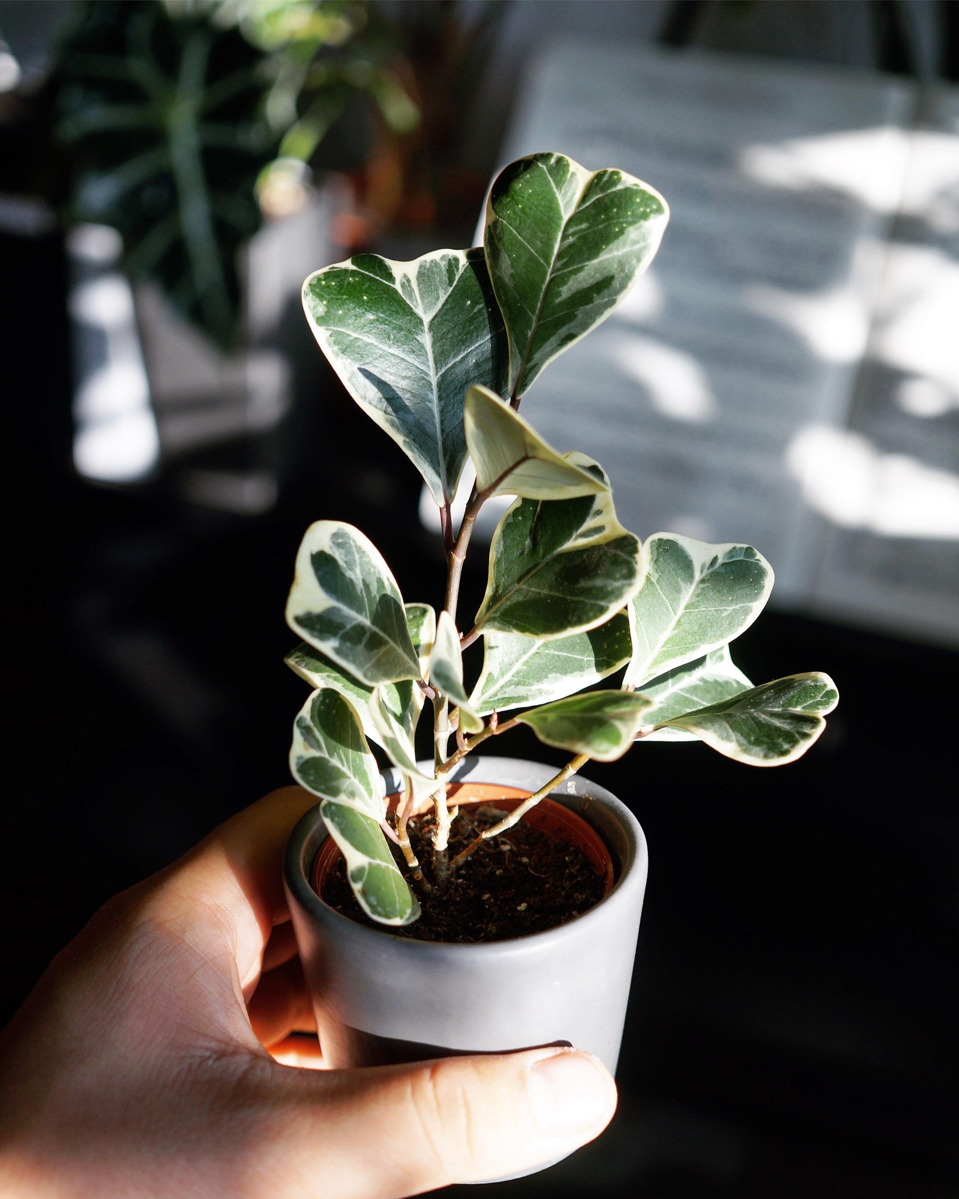 Ficus Triangularis - View 18 from www redcrocus com