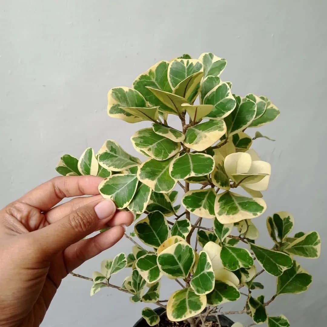 Ficus Triangularis - View 4 from www redcrocus com