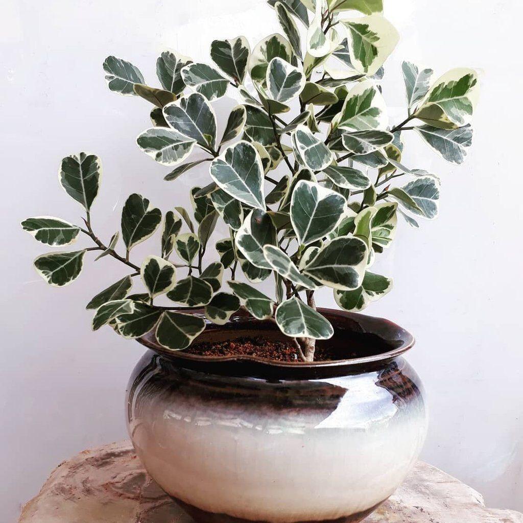 Ficus Triangularis - View 6 from www redcrocus com