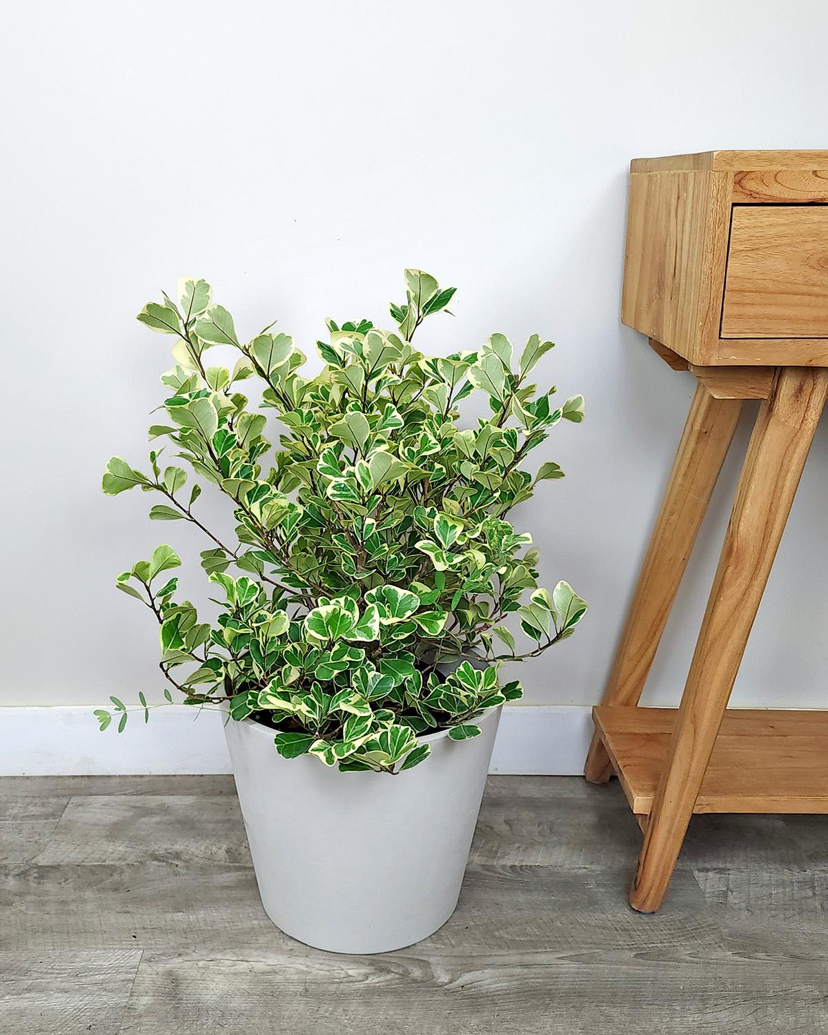 Ficus Triangularis - View 8 from www redcrocus com