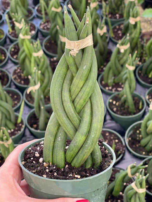Sansevieria Cylindrica - View 11 from www redcrocus com