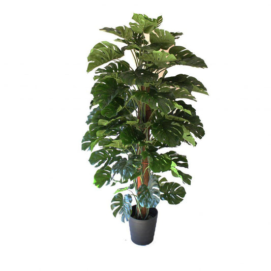 Monstera Assorted Totem - View 1 from www redcrocus com