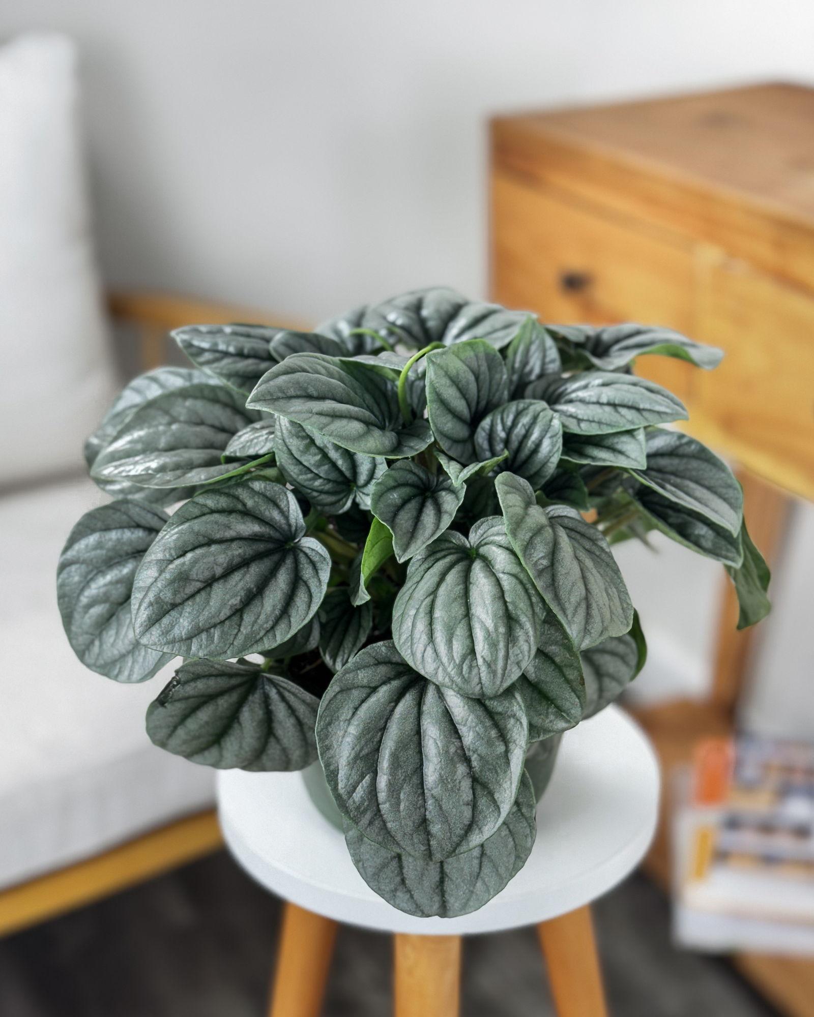 Peperomia Frost - View 13 from www redcrocus com