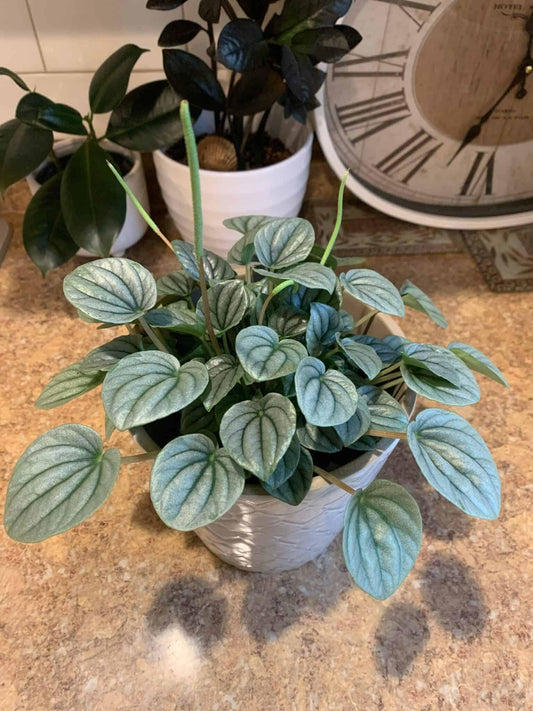 Peperomia Frost - View 1 from www redcrocus com