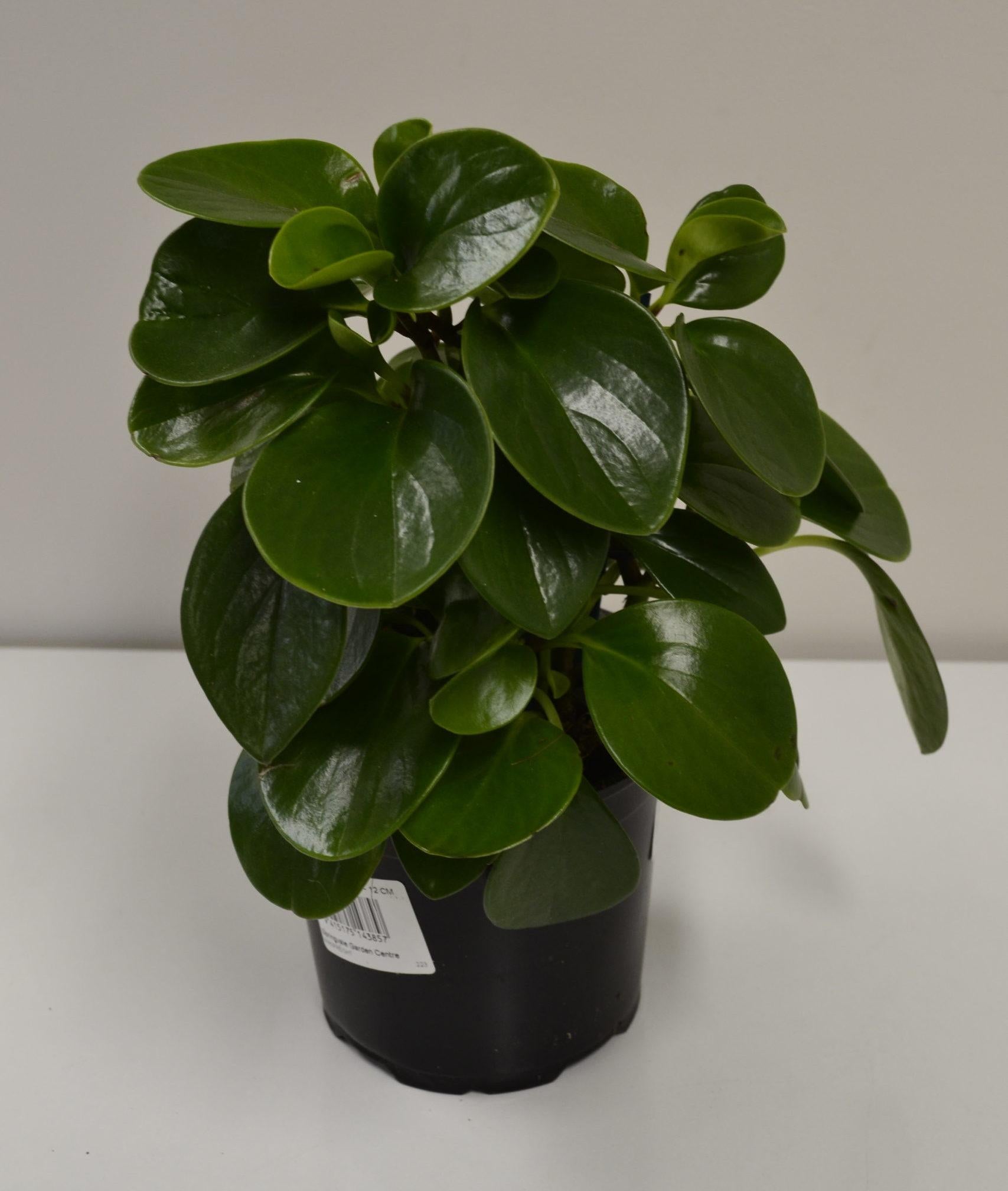 Peperomia Obtusifolia - View 10 from www redcrocus com