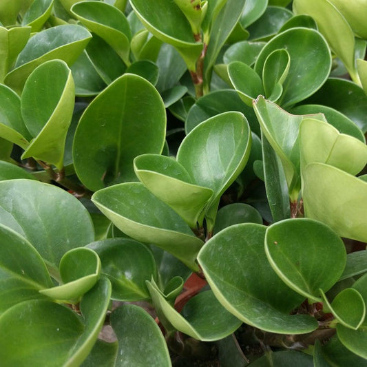 Peperomia Obtusifolia - View 12 from www redcrocus com