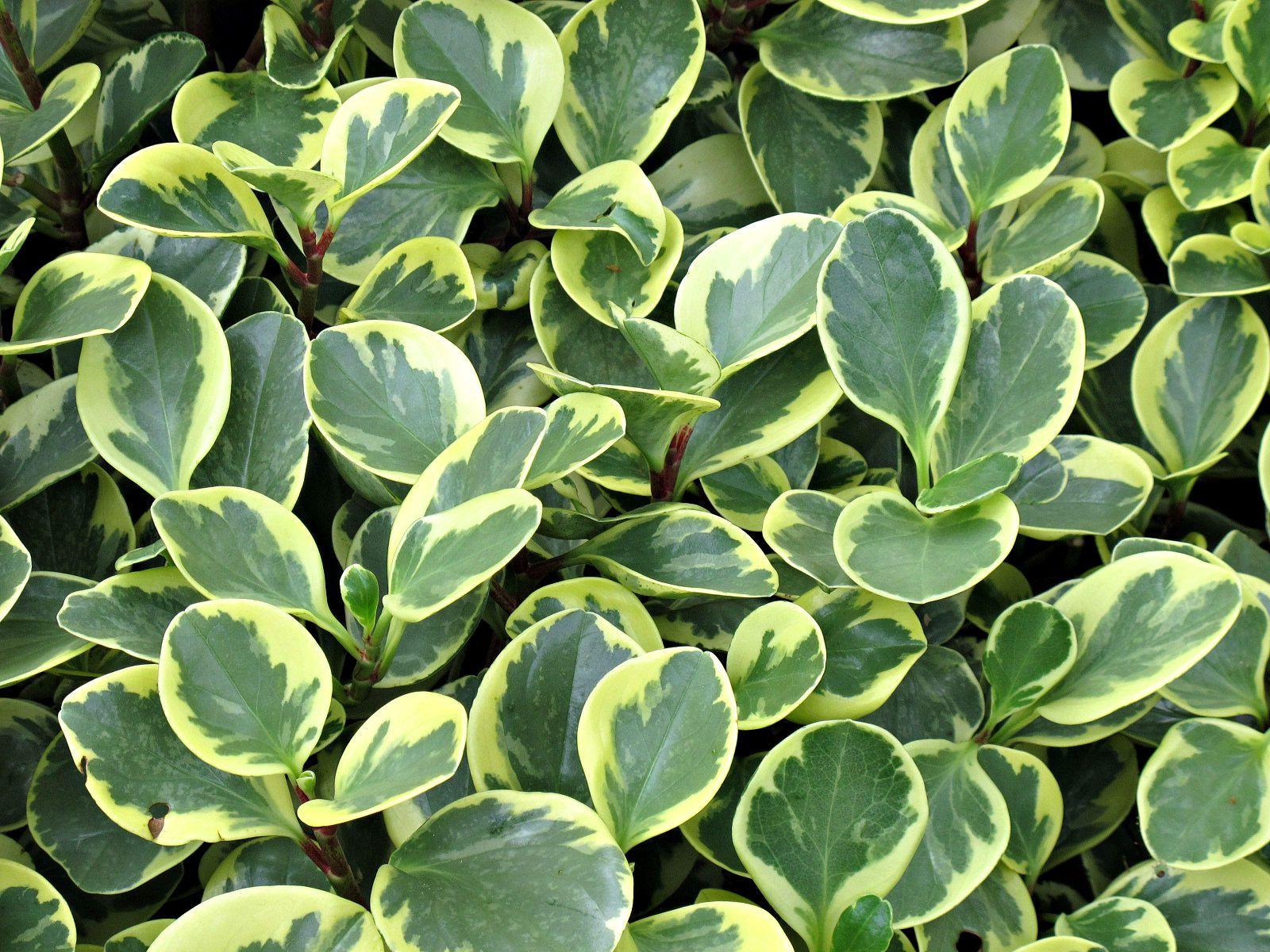 Peperomia Obtusifolia - View 14 from www redcrocus com