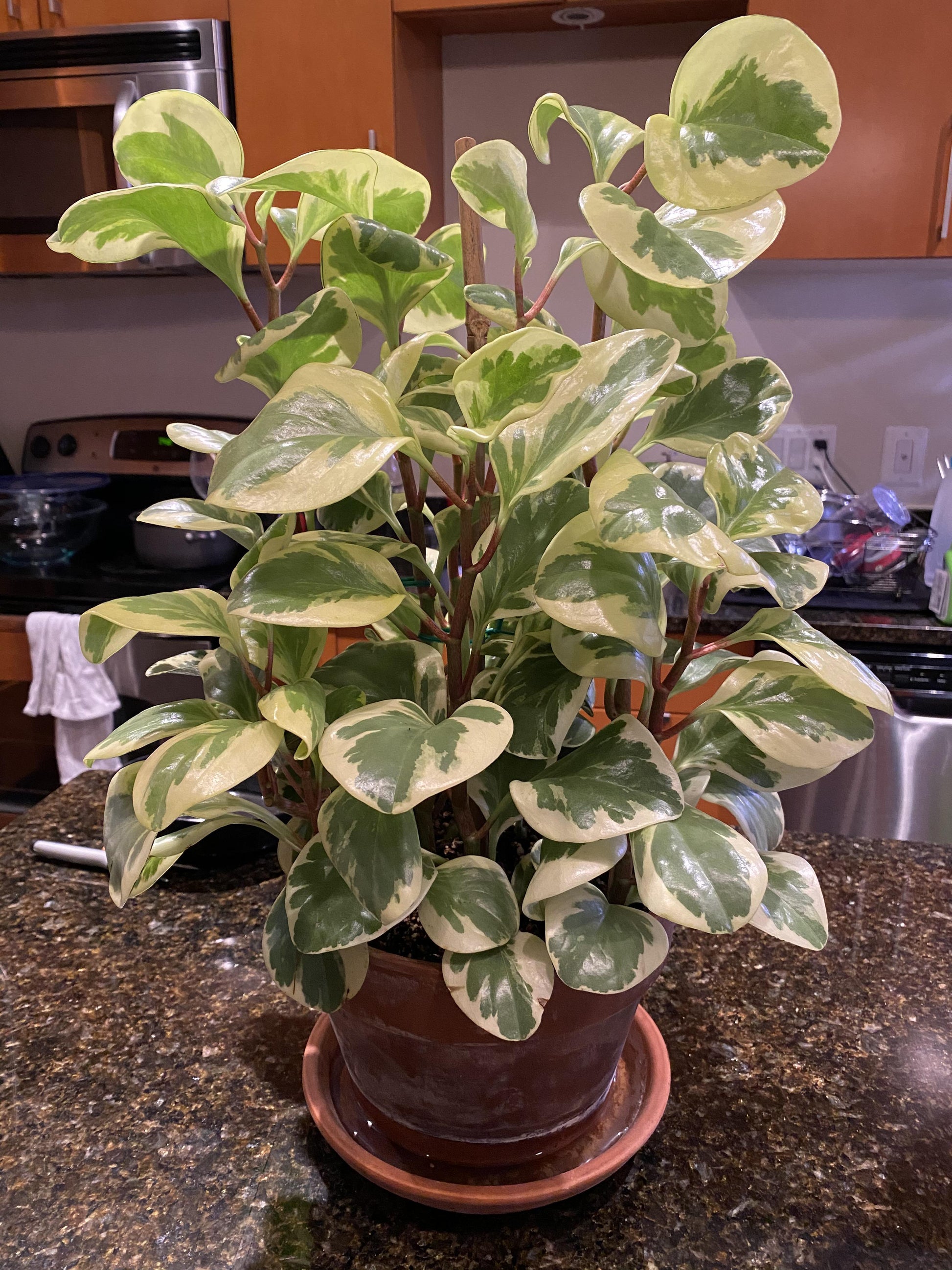 Peperomia Obtusifolia - View 15 from www redcrocus com